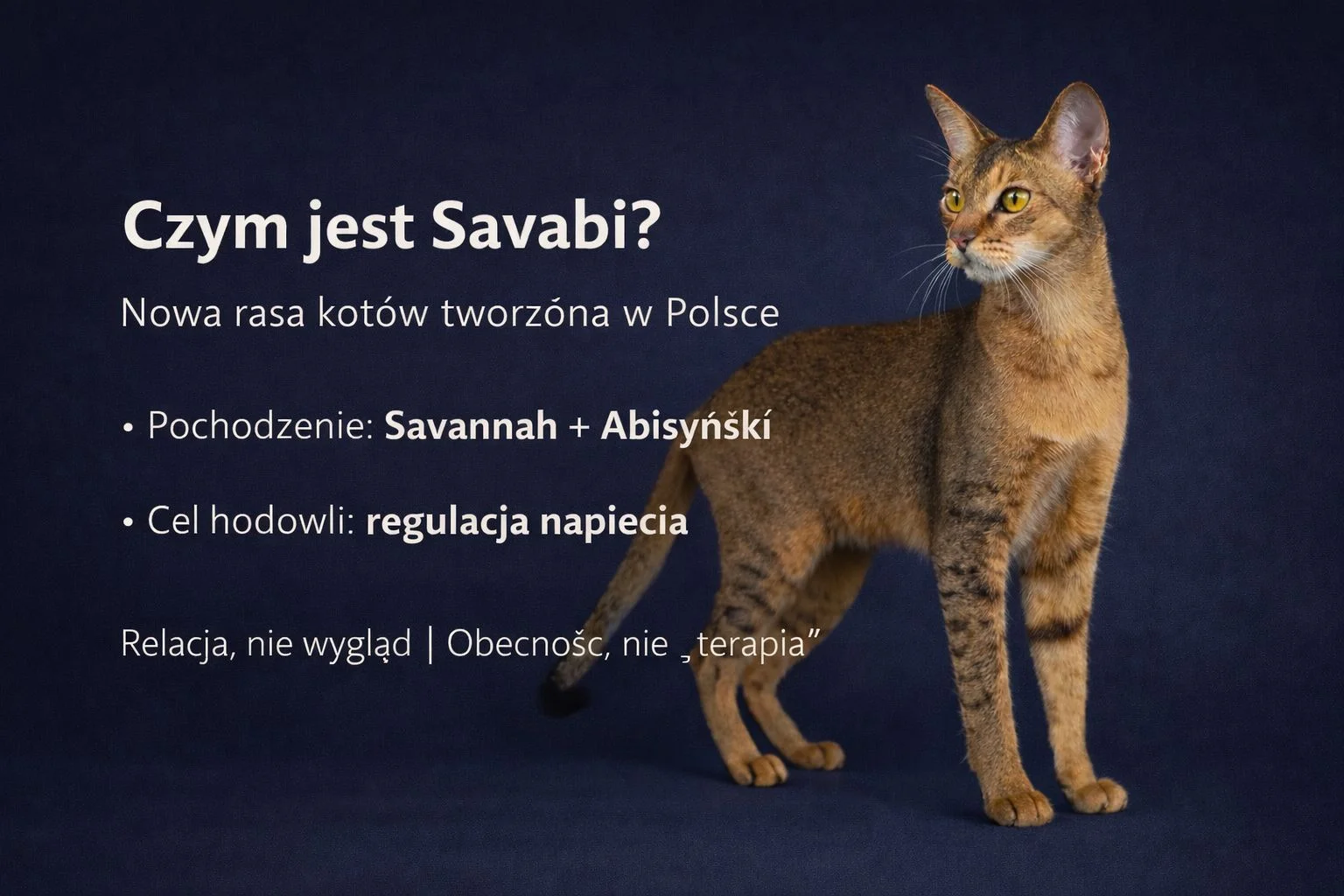 Kot rasy Savabi w Instytucie Kota Savabi – nowa rasa kotów tworzona w Polsce, selekcjonowana pod kątem stabilnego temperamentu i naturalnej regulacji napięcia u człowieka