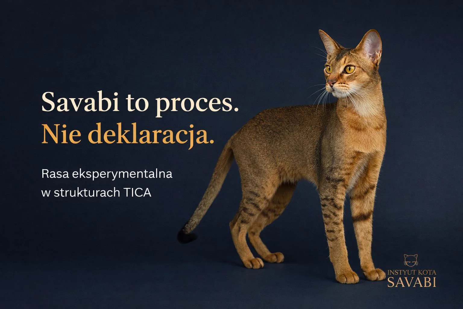 Kot Savabi – odpowiedzialna hodowla rasy experimental breed TICA, stabilność temperamentu jako fundament regulacji stresu w Instytucie Kota Savabi